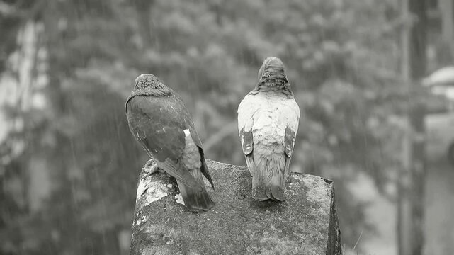 4K Wild Pigeons Perched on a Wooden Fence: City Birds Sitting in a Natural Habitat