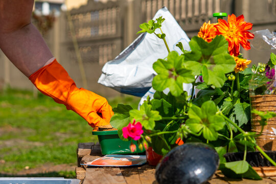Hand in an orange rubber glove planting flowers on a wooden table in the garden, next to green geranium leaves with a pink flower, orange dahlia, peat pots, plastic soil bag, and gardening tools.