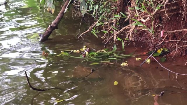 Rippling lake edge with roots, leaves, and muddy bank. Floating foliage near eroded soil beside calm wetland. Natural pond shore shows debris, reflection, runoff