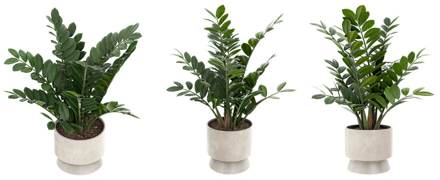 3d realistic render of zamioculcas zamiifolia plant sets in modern ceramic pots featuring glossy green foliage for interior botanical decoration and commercial visualization