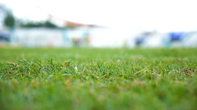 Vibrant green grass field in close-up, lush lawn texture with bokeh background, summer meadow landscape, fresh natural turf for outdoor sports and leisure
