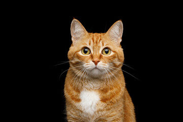 Naklejka premium Ginger tabby cat frontal portrait with white chest on black background
