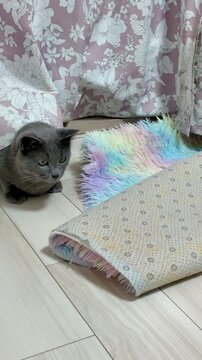 Static high angle shot of a grey cat hiding under a curtain and pouncing on a ribbon toy on a colorful mat