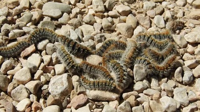 Colony of pine processionary caterpillars, Thaumetopoea pityocampa, moving in procession. Hairy larvae are known for forest damage and irritating toxic hairs.