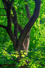 Fototapeta premium tree in the forest