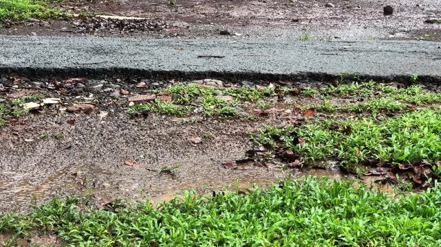 Muddy puddles soak rural path beside green grass. Wet concrete curb shows storm drainage problem. Rainfall covers dirty ground for weather background