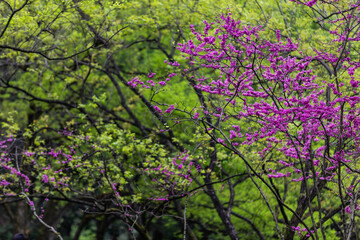 Fototapeta premium Purple Spring Blossoms in Lush Green Woodland