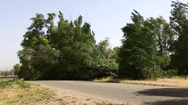 Down trees blocking the road during a high wind advisory in the Inyo County.
