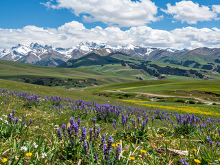 Fototapeta premium Alpine grassland flowers under snow mountains in summer