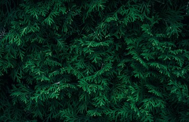 Fototapeta premium Detailed close-up view of a dense conifer hedge featuring rich green foliage and natural textures.