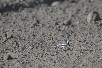 Pliszka siwa (Motacilla alba) żerująca na zaoranym polu w słoneczny dzień © Joanna