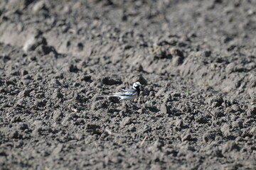 Pliszka siwa (Motacilla alba) żerująca na zaoranym polu w słoneczny dzień © Joanna