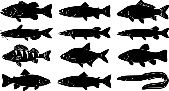 Collection of various freshwater fish silhouettes featuring different species isolated on a white background