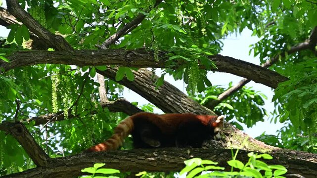 a red panda walk on the tree branch in sunny day