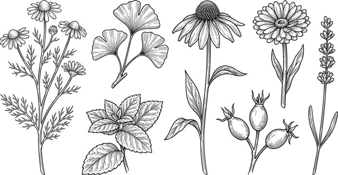 Vintage Botanical Sketch Set of Medical Herbs and Wildflowers including Chamomile, Echinacea, Ginkgo, Lavender, and Rosehip for Organic Cosmetics, Tea Packaging, and Herbal Medicine Designs