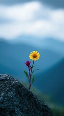 Obraz premium A solitary yellow flower and a smaller pink bud bloom from a rock