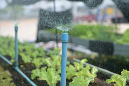 Close-up of an active blue PVC sprinkler system watering fresh green lettuce in raised beds at a commercial organic vegetable farm. Automated agricultural irrigation and water management.