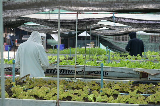Farmers working in raised vegetable beds under shade nets at a commercial organic farm. Agricultural workers tending to green lettuce crops. Sustainable agribusiness and local food supply chain.