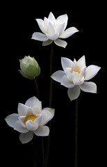 Fototapeta premium Mesmerized by the beauty of the white lotus flower.