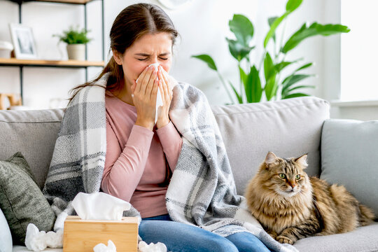 Woman sneezing into paper tissue while sitting on sofa with her cat. Sick girl suffering from allergy or flu with blanket. Health problem, seasonal illness and pet dander concept.