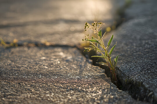 A small, tenacious green plant grows from a crack in concrete, bathed in warm sunlight. It symbolizes resilience, hope, and new life emerging from adversity.