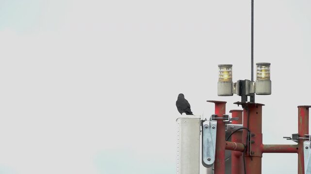 Western Jackdaw high on the antenna, long distance (Coloeus monedula) - (4K)