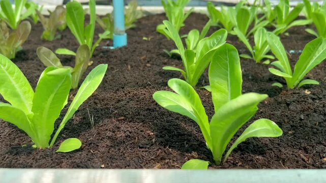 Close-up tracking shot over fresh green romaine and red oak lettuce seedlings growing in dark organic soil. Commercial vegetable farm raised beds. Sustainable agribusiness and early crop cultivation.