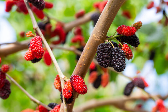 Fresh Ripe Mulberry Fruits (Morus nigra) Hanging on Tree Branch in Spring