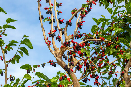 Fresh Ripe Mulberry Fruits (Morus nigra) Hanging on Tree Branch in Spring