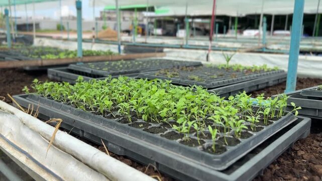 Close-up shot of young green vegetable seedlings growing in black plastic propagation trays at a commercial organic farm greenhouse. Concept of agribusiness, sustainable agriculture and early growth.