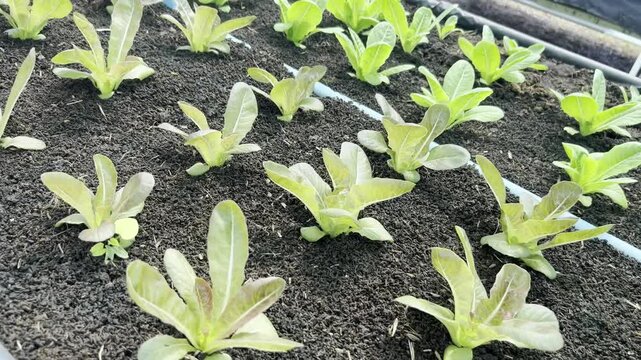 Tracking shot over young green and red cos lettuce seedlings growing in raised beds with dark organic soil. Commercial vegetable farm greenhouse. Concept of sustainable agribusiness.