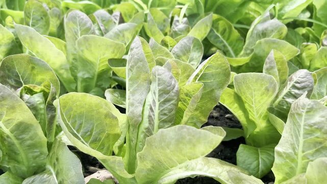High-angle tracking shot of fresh young red cos lettuce growing in dark organic soil. Commercial vegetable farm greenhouse. Concept of sustainable agribusiness, harvest, and healthy food production.
