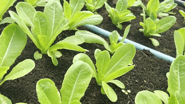 Tracking shot over young green and red cos lettuce seedlings growing in raised beds with dark organic soil. Commercial vegetable farm greenhouse. Concept of sustainable agribusiness.