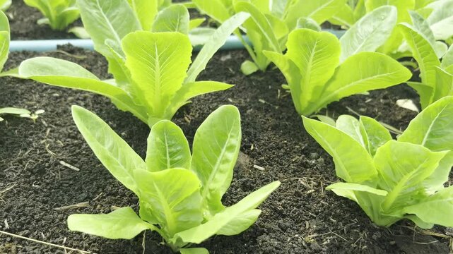 Tracking shot over young green and red cos lettuce seedlings growing in raised beds with dark organic soil. Commercial vegetable farm greenhouse. Concept of sustainable agribusiness.