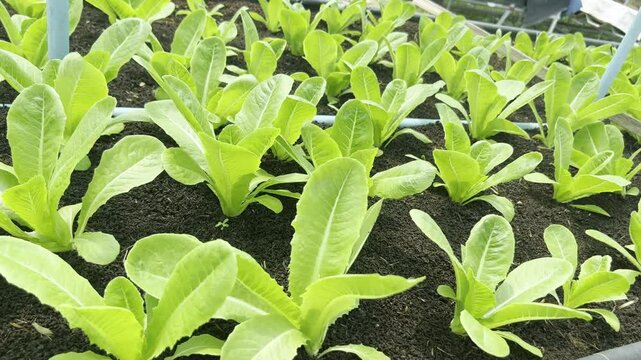 Tracking shot over young green and red cos lettuce seedlings growing in raised beds with dark organic soil. Commercial vegetable farm greenhouse. Concept of sustainable agribusiness.