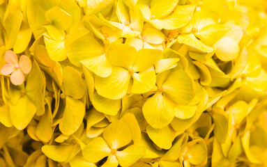 Obraz premium Yellow flowers close-up. Bouquet of colorful flowers. City flower beds, a beautiful and well-kept garden with flowering shrubs.