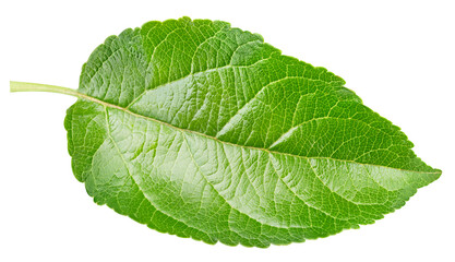 Fototapeta premium Single apple leaf with natural green color