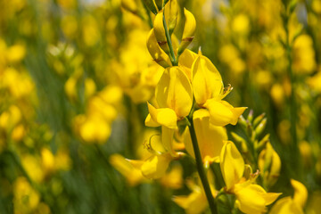 Fototapeta premium Full Frame Pattern of Vibrant Yellow Spanish Broom (Spartium junceum) Flowers
