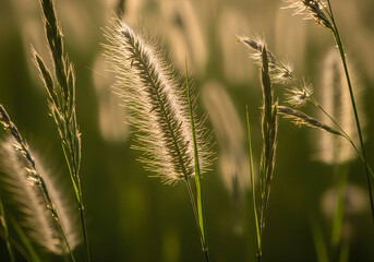 Fototapeta premium Close-up of backlit ornamental grass plumes with soft green bokeh background