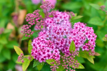 Obraz premium pink flowers in the garden
