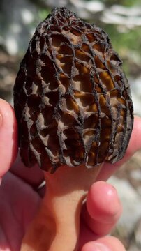 Organic wild edible fungus: macro view of a fresh morel mushroom