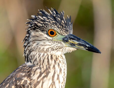 Close-up of a bird with a long beak and vibrant orange eye