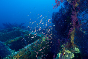 Fototapeta premium relitto del Togo, nave mercantile affondata nella baia di Cavalaire, Francia; circondata da una nuvola di Anthias e gorgonie rosse