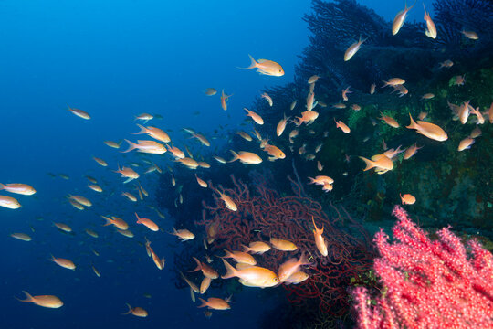 Relitto con Gorgonie rosse, Paramuricea clavata, e castagnole rosse, Anthias anthias