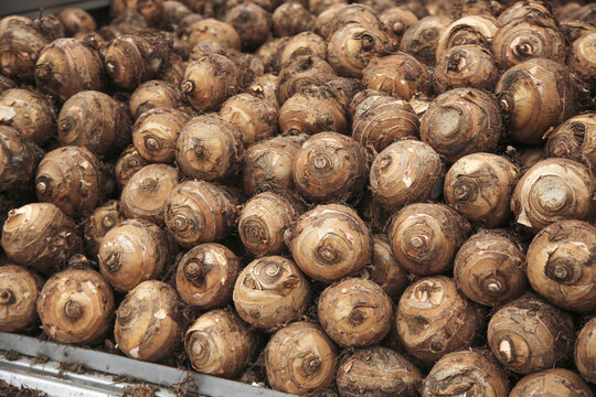 Fresh Taro Roots Lipu Variety at Market in Guangxi China Traditional Asian Vegetable Ingredients