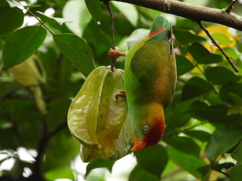 Sri Lanka hanging parrot is eating a star fruit