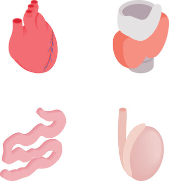 Set of human internal organs, including heart, thyroid, intestine, and testis