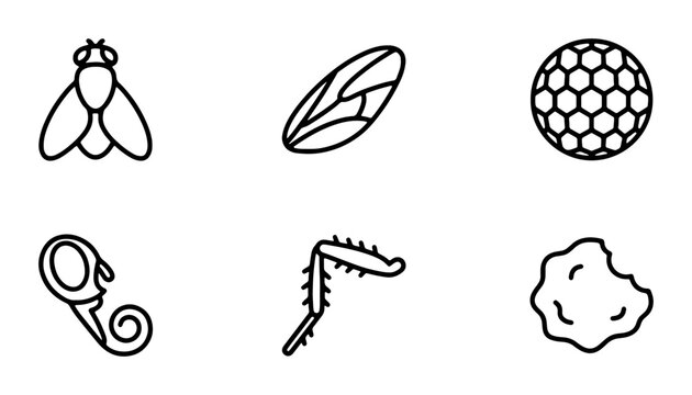 Insect Anatomy Icons: Fly, Wing, Compound Eye, Leg, Antennae, Body Parts Vector Set