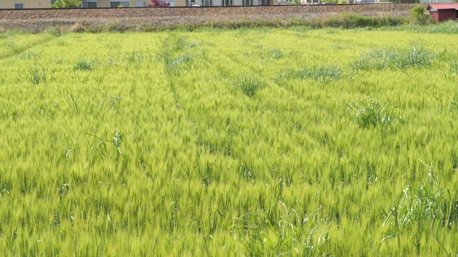 Fresh Green Wheat Field in Early Summer Rural Landscape