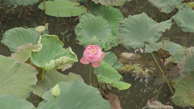 Lotus Flower bloom in lake